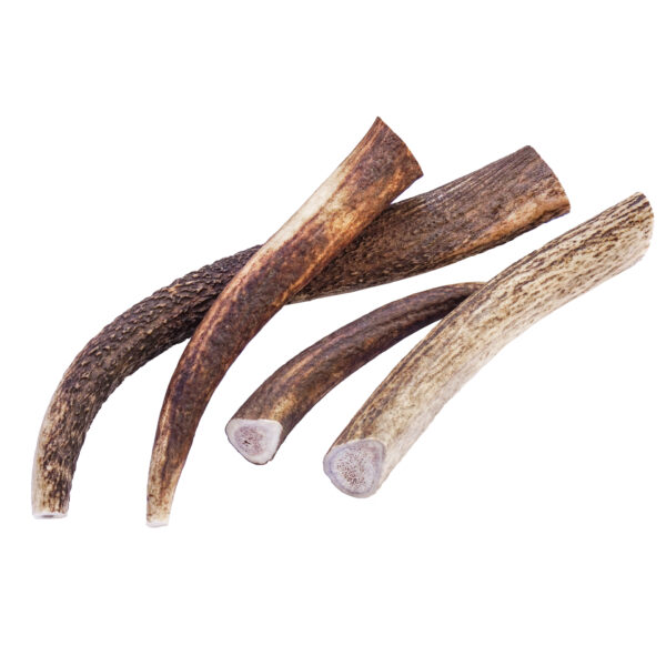 Hirsch Geweihstücke