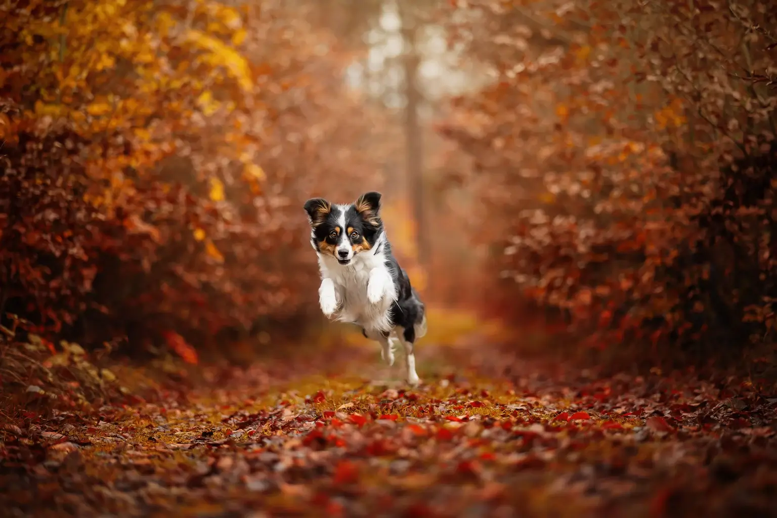 1.-Zelda-1536x1024 (1)